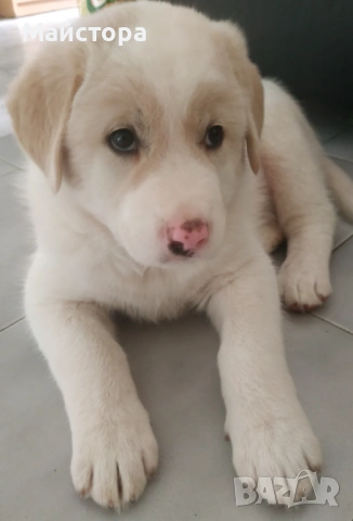 Продавам куче Акита, снимка 3 - Акита - 53533566