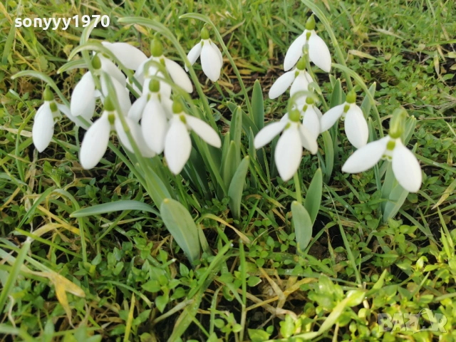 кокичета-лот с луковици 1102261423