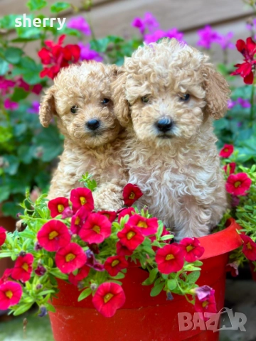 Пудел той , снимка 6 - Пудели - 52469774