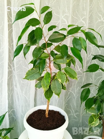 бял Бенджамин, Бегония , Хлорофитум , снимка 6 - Стайни растения - 46143435