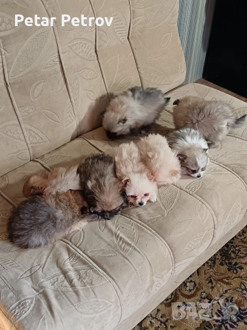 Шпиц мини , снимка 13 - Шпиц - 52812758