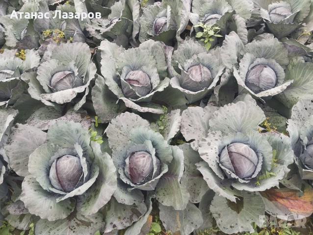 Продавам ЧЕРВЕНО ЗЕЛЕ на едро.