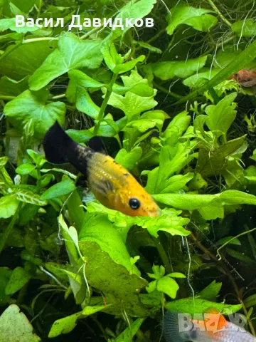 Молинезия, снимка 2 - Рибки - 48361888