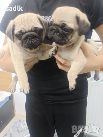 ЕЛИТНИ МОПСЧЕТА , снимка 5 - Мопс - 52454551