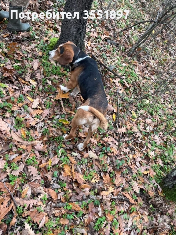 Продавам две гончета , снимка 8 - Гонче - 53010499