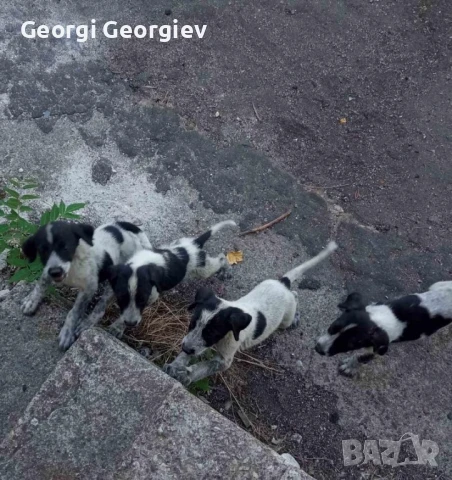 Подаряваме кученца 