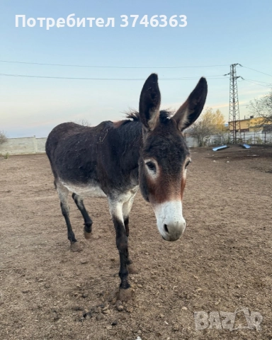 Продавам магарета, снимка 2 - Други - 52342390