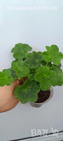 Millfield rose , снимка 5 - Стайни растения - 52510003