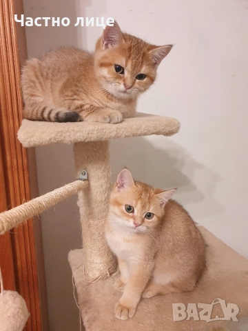 Шотландски котета златна чинчила