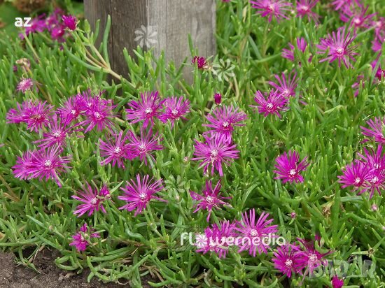 Делосперма, снимка 4 - Градински цветя и растения - 26452073