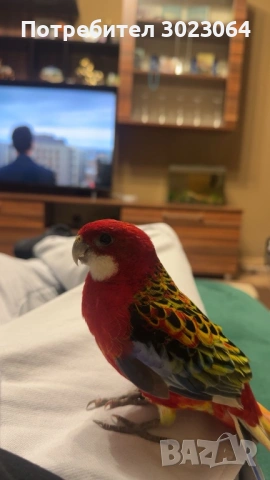Папагал розела, снимка 4 - Папагали - 53572770