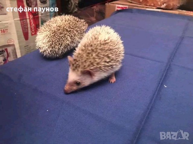 Мини таралежи, снимка 5 - Таралеж - 32989793