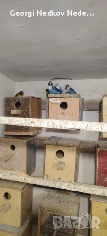 Продавам маскови неразделки, снимка 4 - Папагали - 50423073