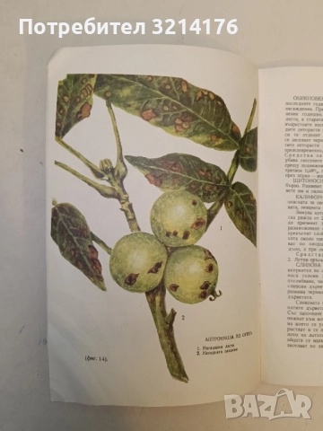 Болести и неприятели по овощните дървета и борбата с тях - Спас Иванов, снимка 5 - Специализирана литература - 52374899