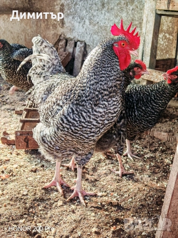 Разплодни яйца от Мехелен, снимка 6 - Кокошки и пуйки - 52938556