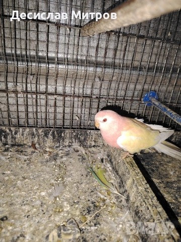 Буркови неофеми, снимка 4 - Папагали - 52642780