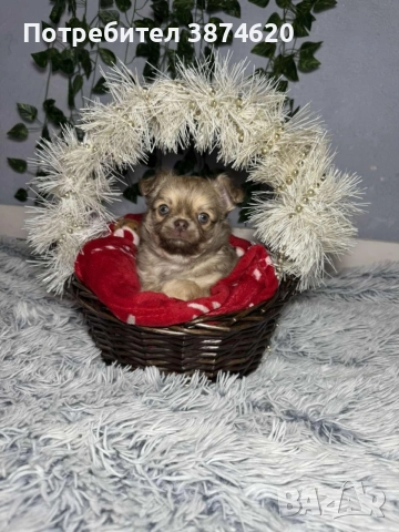 чихуахуа момченца, снимка 13 - Чихуахуа - 52675923