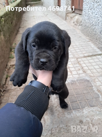 Мъжко Кане Корсо