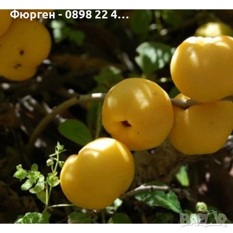 Японска дюля - Цидония, снимка 4 - Разсади - 41169747