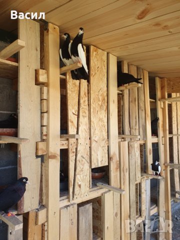 донеци.акмани, снимка 12 - Гълъби - 21606640