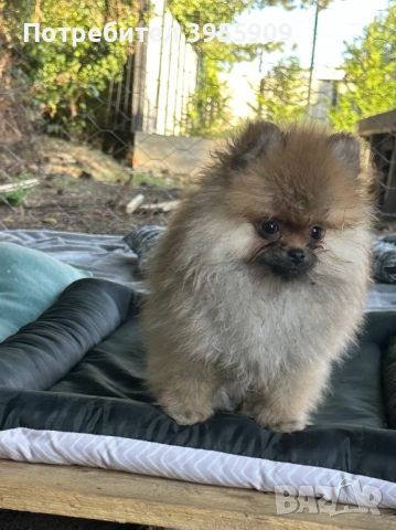 чистокръвни померани, снимка 8 - Померан - 50902986