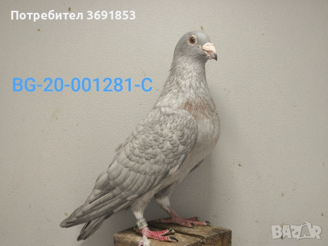 Цветни пощи