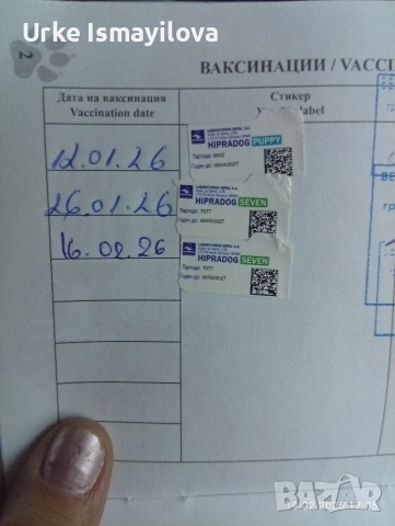 Мини йоркширски териер , снимка 12 - Йоркширски териер - 53534471