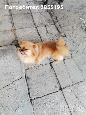 продам малки пекинезчета, снимка 5 - Пекинез - 52597290