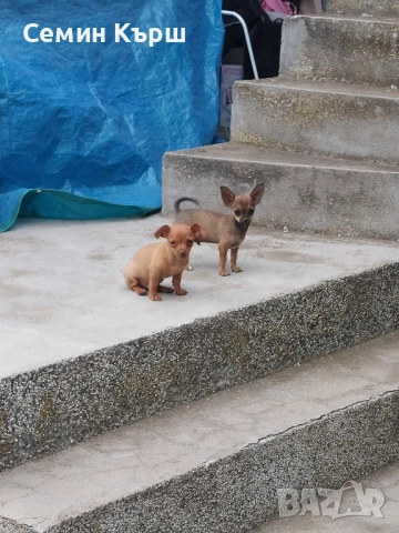 Мини пинчерчета , снимка 1