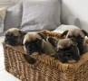 Френски булдог-кученца, снимка 8
