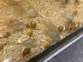 Коридорас Брохис / Corydoras Brochis, снимка 1