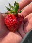 Разсад целогодишни ягоди сорт “Флорида Бюти”, снимка 1