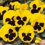 Viola Yellow blotch(Виола Жълто петно), снимка 3