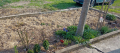Мулч от дървесни стърготини., снимка 1 - Градински цветя и растения - 44926151