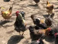 Катунски оплодени яйца, снимка 2