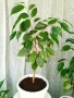 бял Бенджамин, Бегония , Хлорофитум , снимка 6