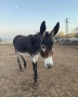 Продавам магарета, снимка 2