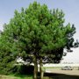 Бял бор, Pinus sylvestris, снимка 3
