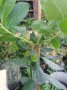 Ягодово дърво - Арбутус, снимка 10