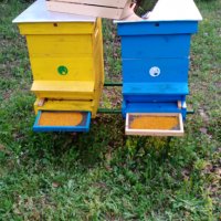 Пчелен прашец билков - реколта 2024, снимка 5 - Пчелни продукти - 14722628