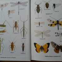 Инсектите в Европа - "Les insects d'Europe" - цв. издание на френски,нова/2. Ентомология в картинки , снимка 2 - Специализирана литература - 32754826