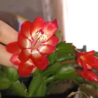 Коледниче ЖЪЛТО,оранжево,бяло,розово,цикламено,червено, снимка 5 - Стайни растения - 31354031