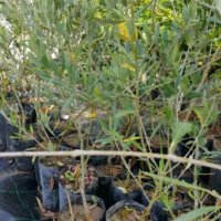Студоустойчиви маслини Мегарон, снимка 12 - Градински цветя и растения - 42298151