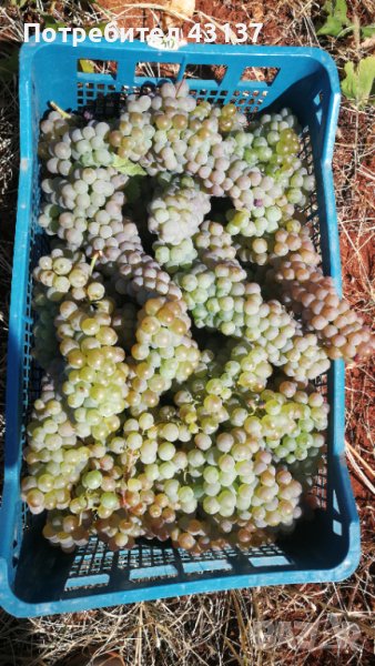 Продавам грозде сорт Ркацители-гр. Тополовград -Кампания 2023г., снимка 1