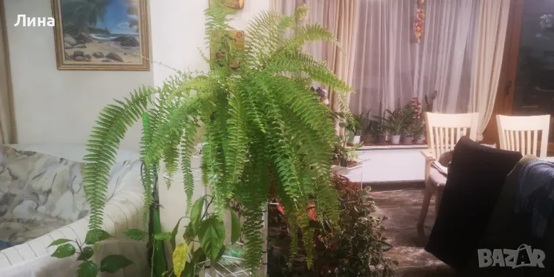 Папрат стайна, снимка 1