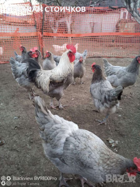   яйца за люпене от син маран, снимка 1