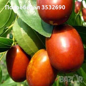 Китайска фурма - Хинап , снимка 1