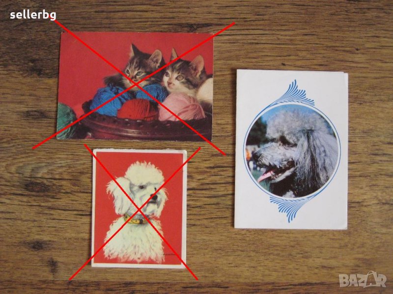 Пощенски картички с кучета и котки от 1973 и 1989 г., снимка 1