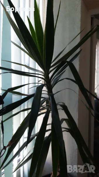 Палма Юка, снимка 1