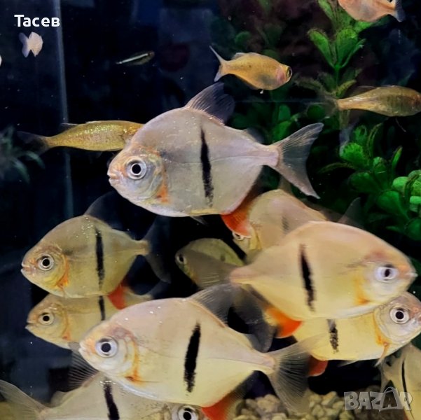 Милеус шомбургки 4см, снимка 1